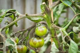 blight in garden soil hunker