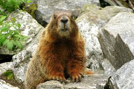Gophers live in north america on the great plains ranging from texas all the way up to the gophers are omnivores, meaning they eat both plants and other animals. The Meaning Of Marmot Whistles High Country News Know The West