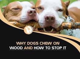reasons why dogs chew on wood and how