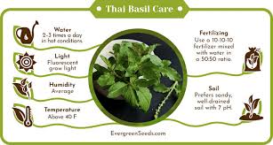Thai Basil The Perfect Growing Guide