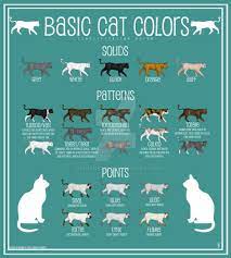 cat color chart by paintbean on