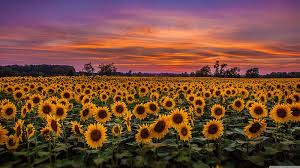 full screen sunflower sunflowers hd
