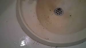 ants invade a bathroom you