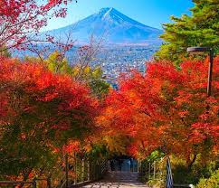 mt fuji and hakone tour with guide