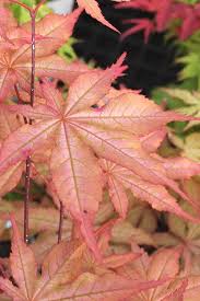Plant database entry for japanese maple (acer palmatum 'amber ghost') with 4 images and 7 data details. Buy Amber Ghost Japanese Maple Free Shipping 3 Gallon Size Trees For Sale Online From Wilson Bros Gardens