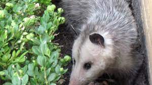 opossums the garden s nightly clean up