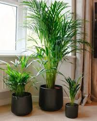 Large Indoor Plants Tall