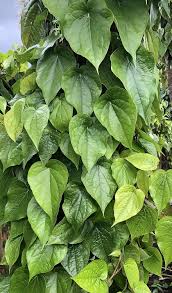 fresh betel leaf paan piper betel 10
