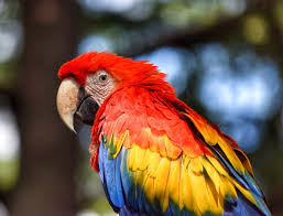 difference between parrot and macaw