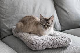 Who should buy a cat bed. The Best Cat Beds According To Our Cats For 2021 Reviews By Wirecutter