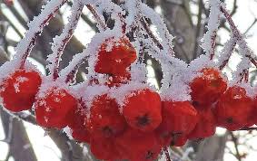 mountain ash berries are a useful