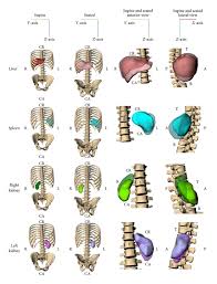 Which organ sits in the v part of the ribs : Comparison Of Organ Location Morphology And Rib Coverage Of A Midsized Male In The Supine And Seated Positions
