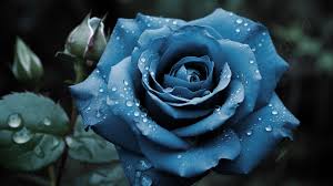 blue rose blooming background