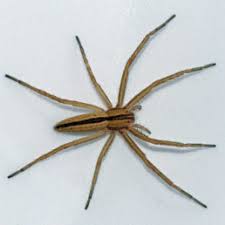 Spiders In Michigan Species Pictures