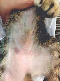 a clinical approach to alopecia in cats