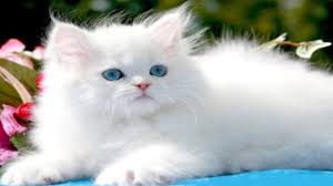 To maintain the persian body type, coat, and diversified gene pool, it is necessary to breed back to the persian. Exotic Persian Cat For Sale In Delhi And India 9711696640 Youtube