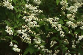 These desert bushes are perfect for bees. 10 Great Shrubs That Bloom With White Flowers