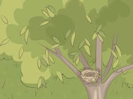 How To Make A Bird Nest 10 Steps With Pictures Wikihow