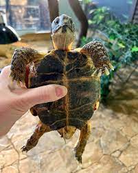 Сухопутная черепаха — Зоопарк Садгород
