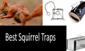 top 7 squirrel traps from 8 to 49