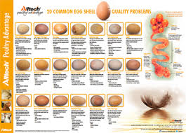 Chart For Different Problems Of Eggshell Quality Chickens