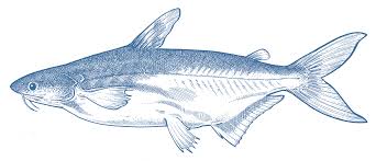 Basa Goodfish