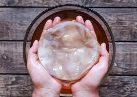 kombucha scoby what to do with scobys