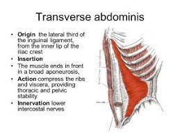 transverse abdominis action micc