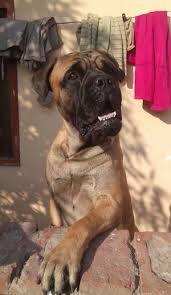 Bullmastiff Dog Breed Information And Pictures