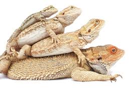Complete Bearded Dragon Care 7 Steps
