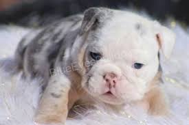 Their forefathers were rough and tumble bulldogs bred to the dog became a symbol of great britain and became especially popular during world war ii when americans noticed the breed's resemblance to. Reputable Breeders English Bulldog Puppies For Sale