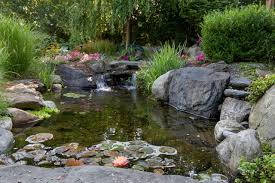 build the perfect backyard pond