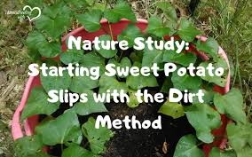 starting sweet potato slips with the