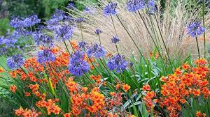 Planting perennials that are best suited for cut flowers is very rewarding. Get Non Stop Summer Color Zone 8 11