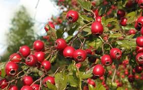 hawthorn foraging for culinary and