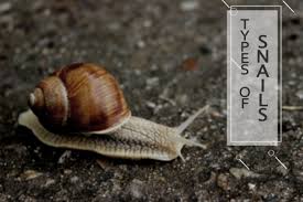 Snails Identification Most Popular Land Snail Species