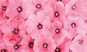 pink flowers backgrounds wallpapers