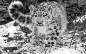 snow leopard wallpapers top free snow
