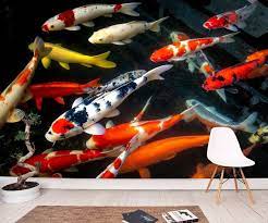 Koi Fish Wall Mural Koi Fish Wallpaper