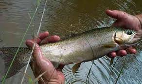 Image result for rainbow trout