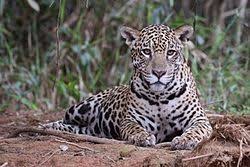 Jaguar Wikipedia