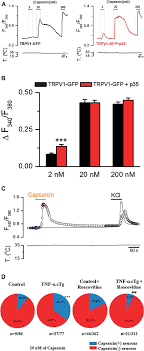 Cdk5 P35 Potentiates Trpv1 Sensitivity To Capsaicin In Hek