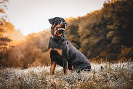 200 rottweiler names for your big boy