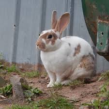 And was a very popular meat rabbit breed in the mid 19th century. Free Range Meat Rabbits Pethelpful