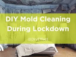 Diy Mold Cleaning During Lockdown Dry