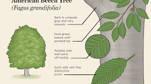 There also trees that produces leaves and nothing else. How To Identify The American Beech