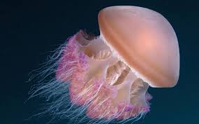 jellyfish desktop wallpaper hd