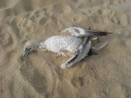 Image result for sea life endangered by plastic