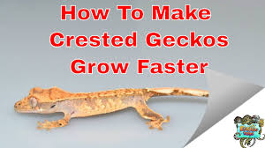 How To Make Your Crested Gecko Grow Faster
