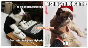 G rated humor for an r rated world! 2020 Funny Cat Memes Dump Lol Why